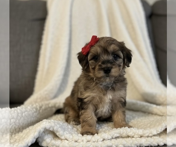 Medium Photo #6 Whoodle (Miniature) Puppy For Sale in RICHMOND, IL, USA