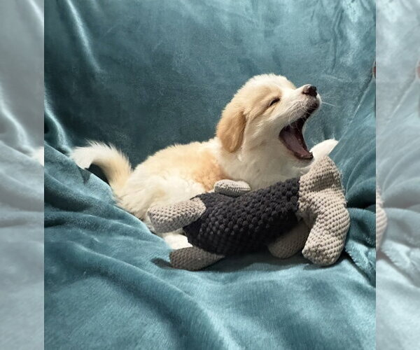 Medium Photo #3 Australian Retriever Puppy For Sale in Dallas, TX, USA