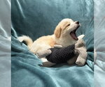 Small #2 Australian Retriever