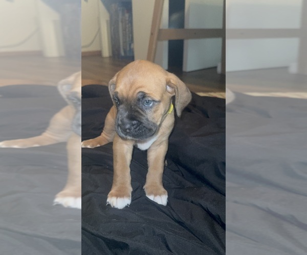 Medium Photo #1 Anatolian Mastiff-Cane Corso Mix Puppy For Sale in VANCOUVER, WA, USA