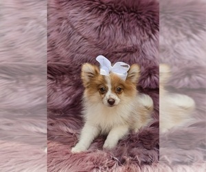 Pomeranian Puppy for sale in INDIANAPOLIS, IN, USA