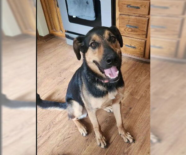 Medium Photo #4 German Shepherd Dog-Unknown Mix Puppy For Sale in Kansas City, MO, USA