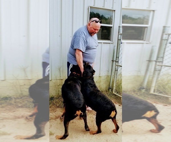 Medium Photo #102 Rottweiler Puppy For Sale in RIEGELWOOD, NC, USA