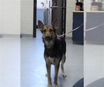 Small German Shepherd Dog