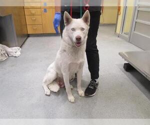 Siberian Husky Dogs for adoption in Orange, CA, USA