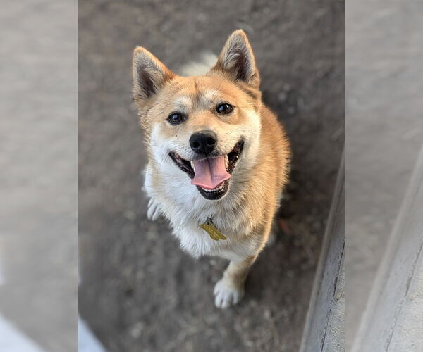 Medium Photo #1 Shiba Inu Puppy For Sale in Sandy, UT, USA