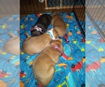 Small Photo #2 Boxer Puppy For Sale in KANSAS CITY, MO, USA