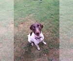 Small Photo #2 German Shorthaired Pointer Puppy For Sale in Corona, CA, USA