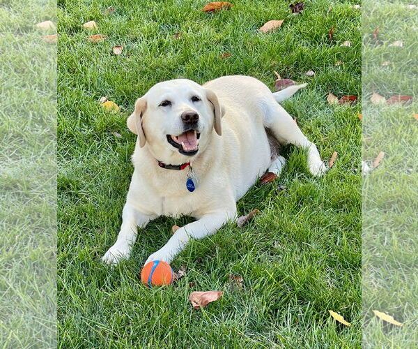 Medium Photo #2 Labrador Retriever Puppy For Sale in Warrington, PA, USA