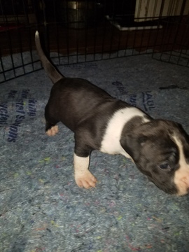 Medium Photo #28 American Pit Bull Terrier Puppy For Sale in GRIFFIN, GA, USA