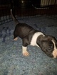 Small #27 American Pit Bull Terrier