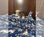 Small Morkie
