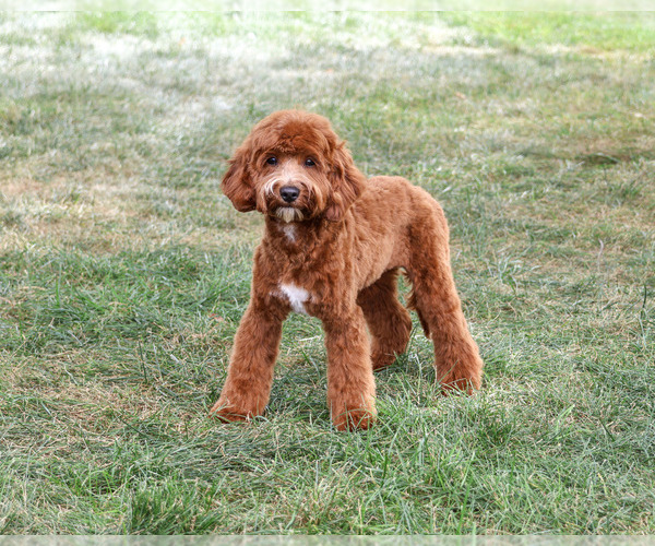 Medium Photo #1 Cavapoo (Miniature) Puppy For Sale in SYRACUSE, IN, USA