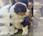 Small Photo #10 Australian Shepherd Puppy For Sale in NELSON, VA, USA