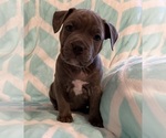 Small Photo #16 American Bully Puppy For Sale in PALM COAST, FL, USA