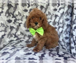 Cock-A-Poo Puppy for sale in LAKELAND, FL, USA