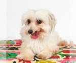 Small Photo #4 Havanese Puppy For Sale in St. Louis Park, MN, USA