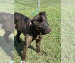 Small #1 Presa Canario Mix