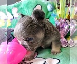 Small Photo #6 French Bulldog Puppy For Sale in BOSTON, KY, USA