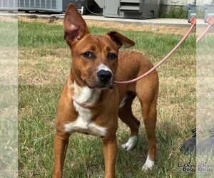 Retriever -Unknown Mix Dogs for adoption in Washington, DC, USA