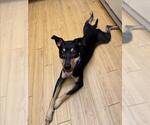 Small Rottweiler Mix