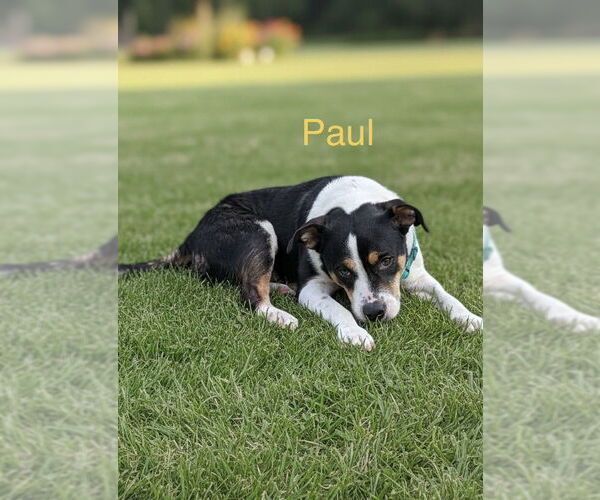 Medium Photo #2 Bogle Puppy For Sale in Wakefield, RI, USA