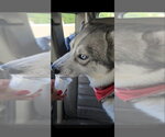 Small #6 Siberian Husky