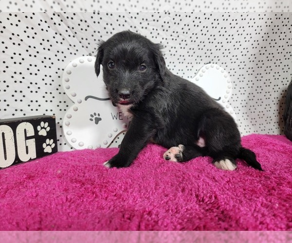 Medium Photo #1 Golden Mountain Dog Puppy For Sale in BLACK FOREST, CO, USA
