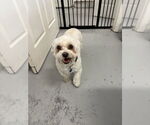 Small #1 Maltese Mix