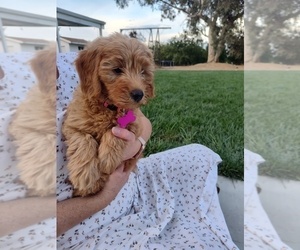 Medium Goldendoodle (Miniature)