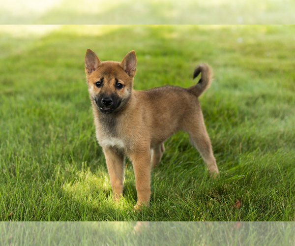 Medium Photo #4 Shiba Inu Puppy For Sale in MILLERSBURG, IN, USA