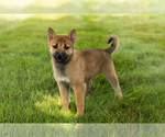 Small #3 Shiba Inu