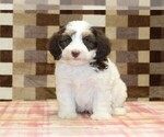 Small #2 Bernedoodle (Miniature)