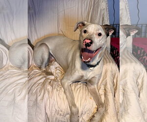Frodo - Male Bulldog-Unknown Mix Dog for Adoption - Photo #3