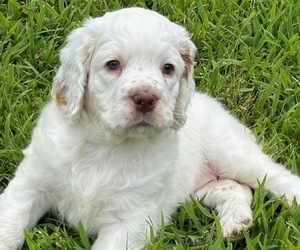 Clumber Spaniel Puppy for Sale in SAINT JAMES, Missouri USA