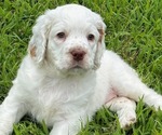 Image preview for Ad Listing. Nickname: Maggie