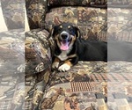 Image preview for Ad Listing. Nickname: Cody