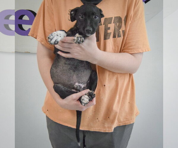Medium Photo #3 Border Collie-Unknown Mix Puppy For Sale in Huntley, IL, USA