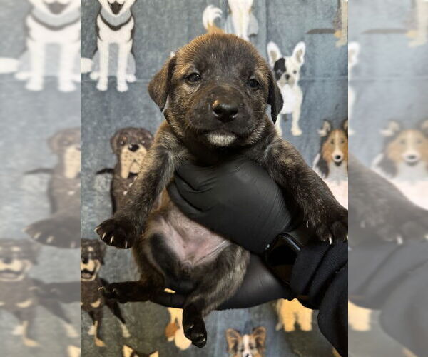 Medium Photo #2 German Shepherd Dog Puppy For Sale in Riverside, CA, USA