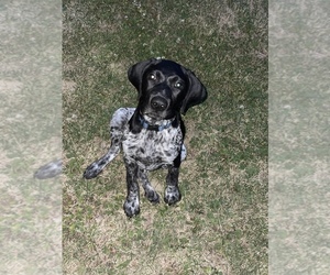 German Shorthaired Pointer Puppy for sale in PEORIA, IL, USA