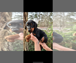 Small #14 Doberman Pinscher