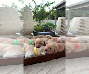 Golden Retriever Puppy for sale in MADERA, CA, USA
