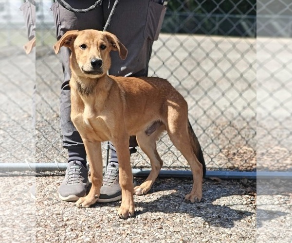 Medium Photo #2 Retriever -Unknown Mix Puppy For Sale in Royal Palm Beach, FL, USA