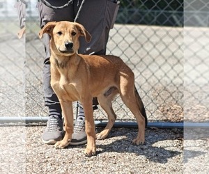 Archie - Male Retriever -Unknown Mix Dog for Adoption - Photo #2