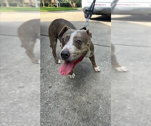Mutt Dogs for adoption in Houston, TX, USA