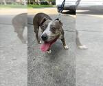 Small Mutt
