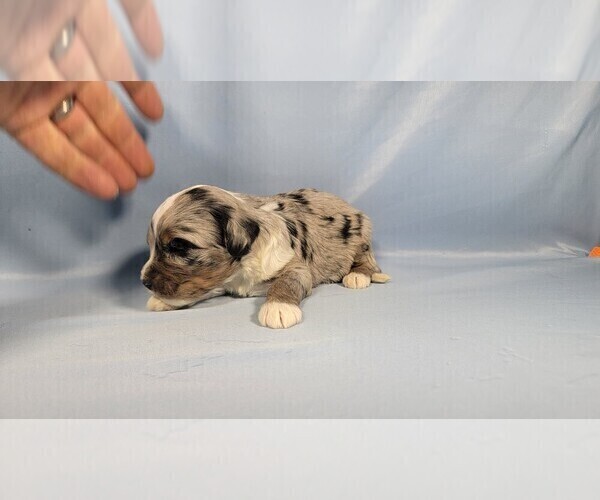 Medium Photo #4 Bernedoodle (Miniature) Puppy For Sale in BLACK FOREST, CO, USA