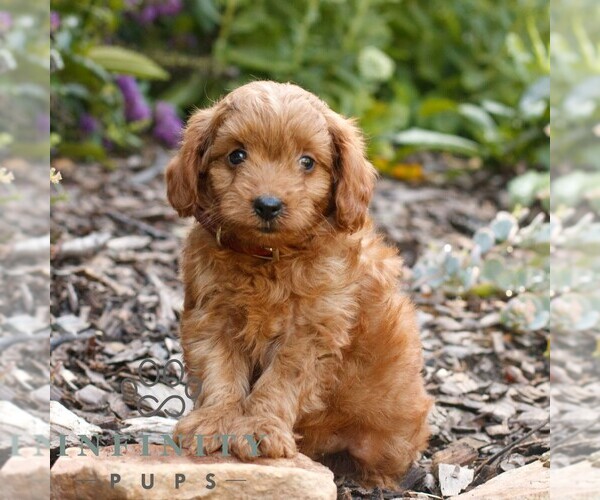 Medium Photo #1 Cavapoo (Miniature) Puppy For Sale in COATESVILLE, PA, USA