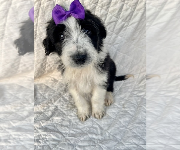 Full screen Photo #4 Aussiedoodle Puppy For Sale in AMBROSE, GA, USA