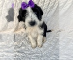 Small Photo #4 Aussiedoodle Puppy For Sale in AMBROSE, GA, USA